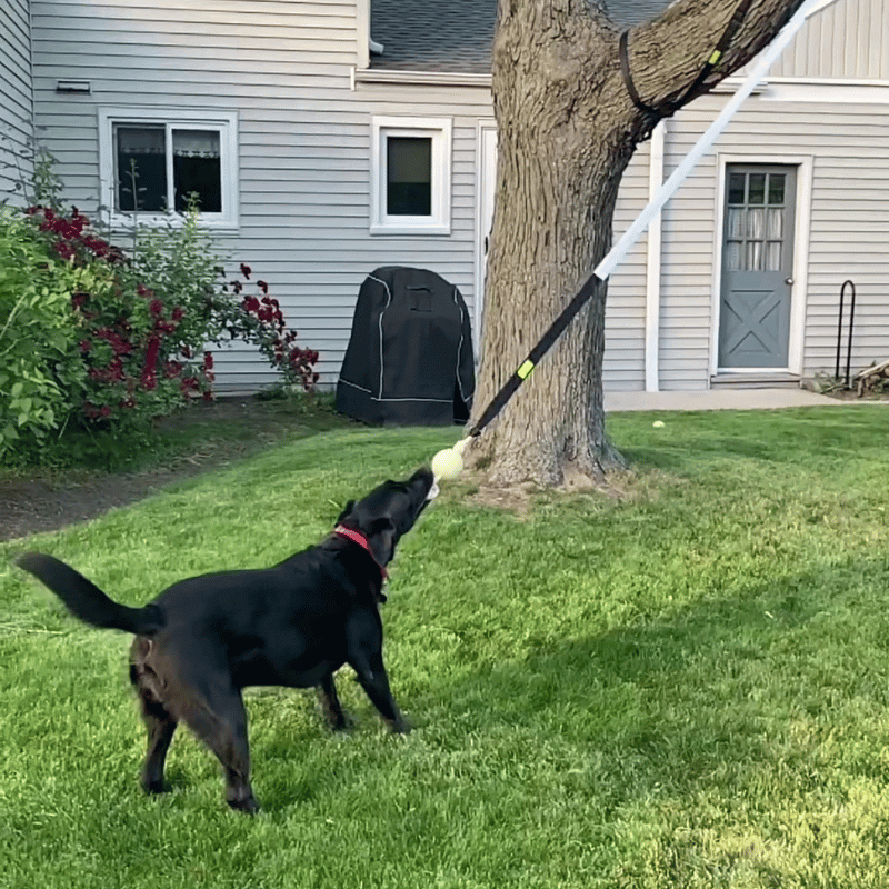 EssencePet™ Bungee Tug Toy